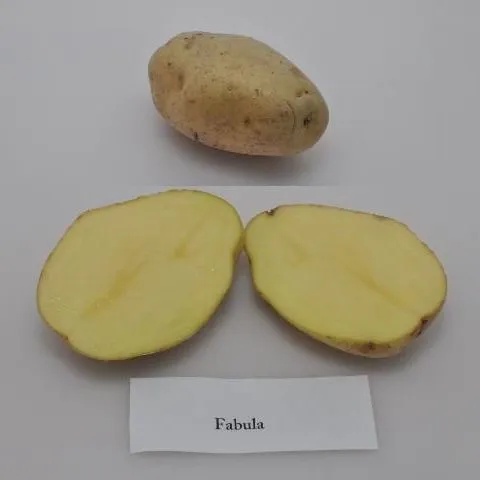 thumbnail for publication: University of Florida Potato Variety Trials Spotlight: 'Fabula'